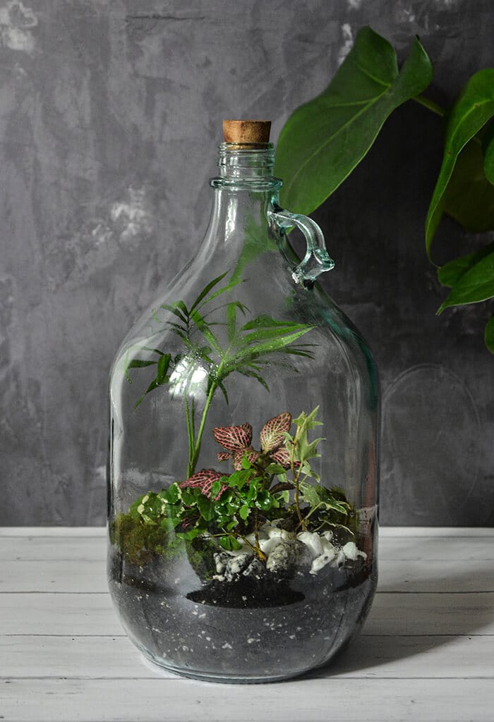 terrário em garrafa de vidro