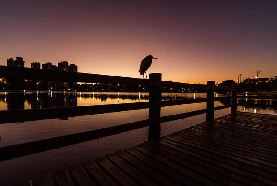 imagens da fauna do Parque nação indigenas