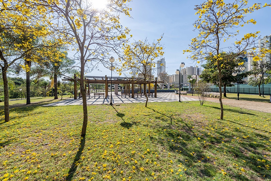 praça dos pioneiros com ipes amarelos