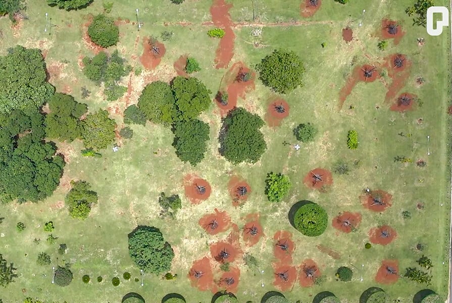 imagem aérea de floresta onde árvores foram replantadas