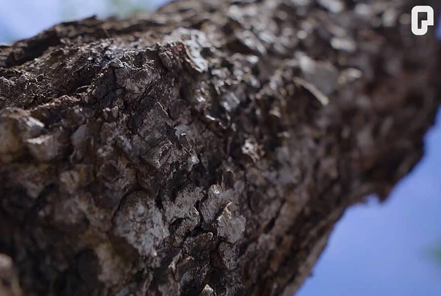 imagem de árvore replantada pelo projeto Floresta dos 30