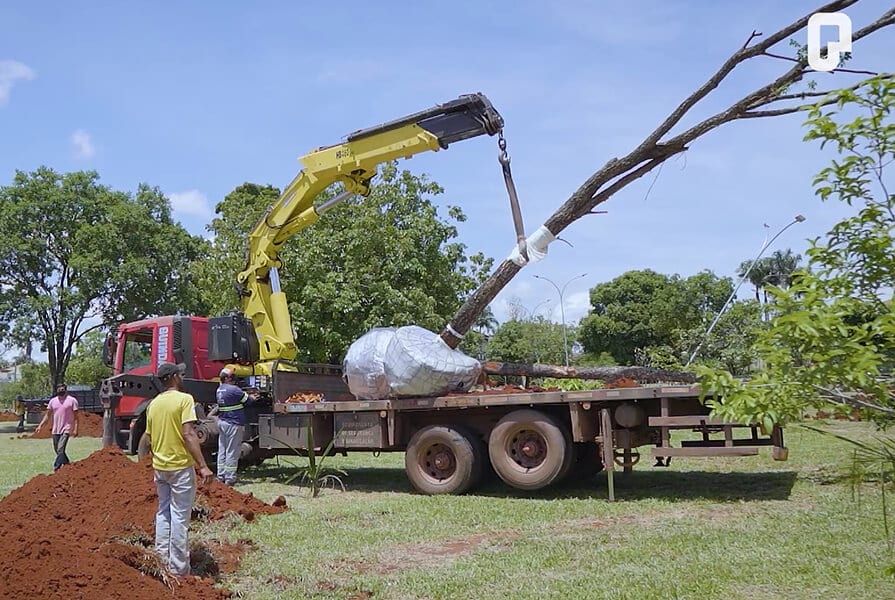 árvores sendo replantadas no projeto Floresta dos 30