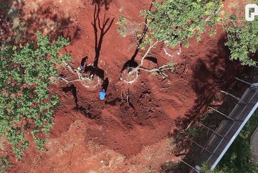 imagem aérea de árvores sendo replantadas no projeto Floresta dos 30