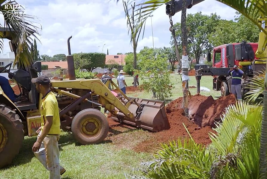 imagem  de árvores sendo replantadas no projeto Floresta dos 30