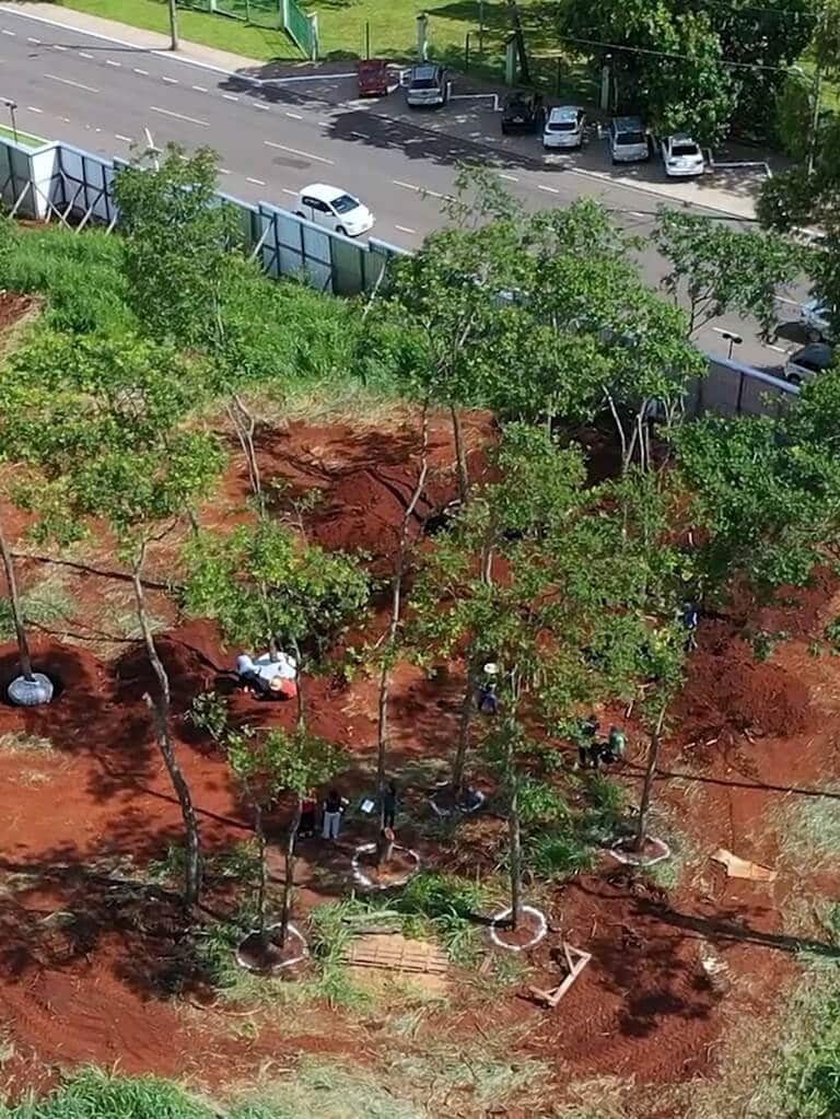 Floresta das 30: Plaenge realiza transplante e plantio de 1,7 mil mudas em Campo Grande