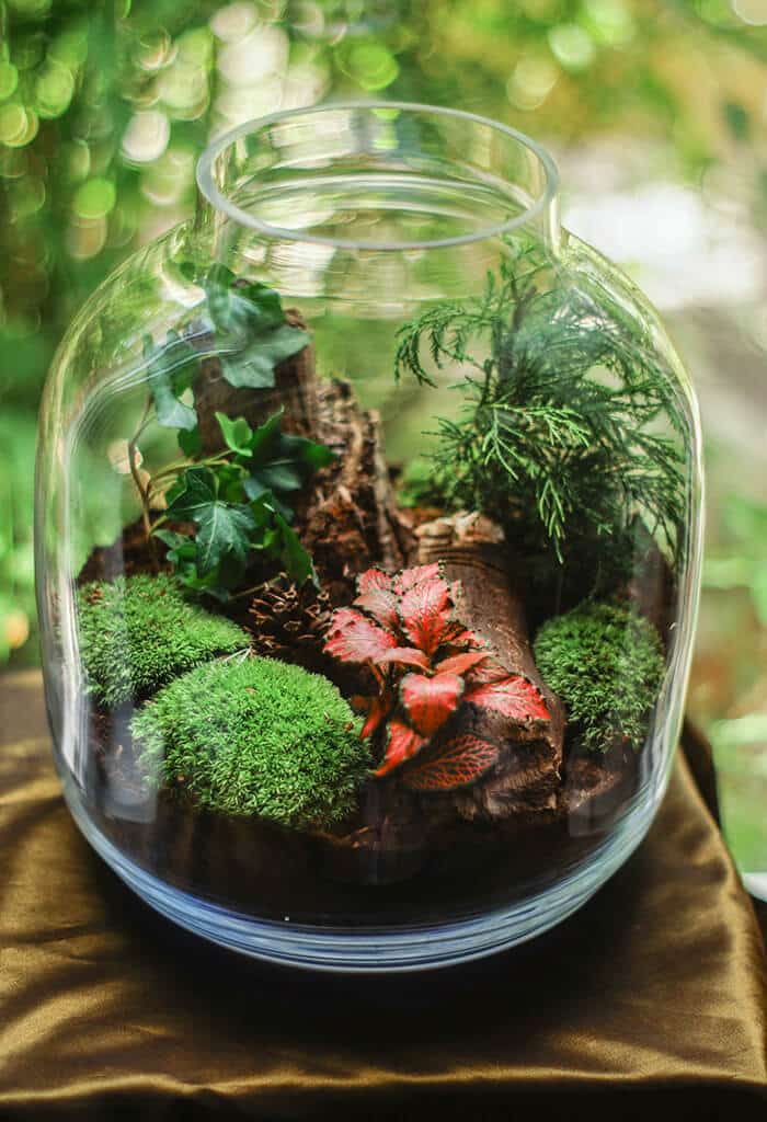 terrário fechado em pote de vidro