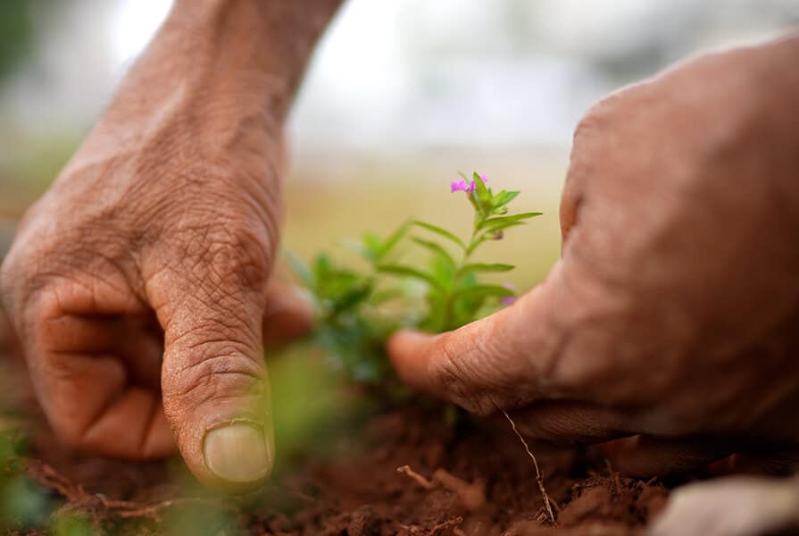 homem plantando na revitalização do Canteiro Central