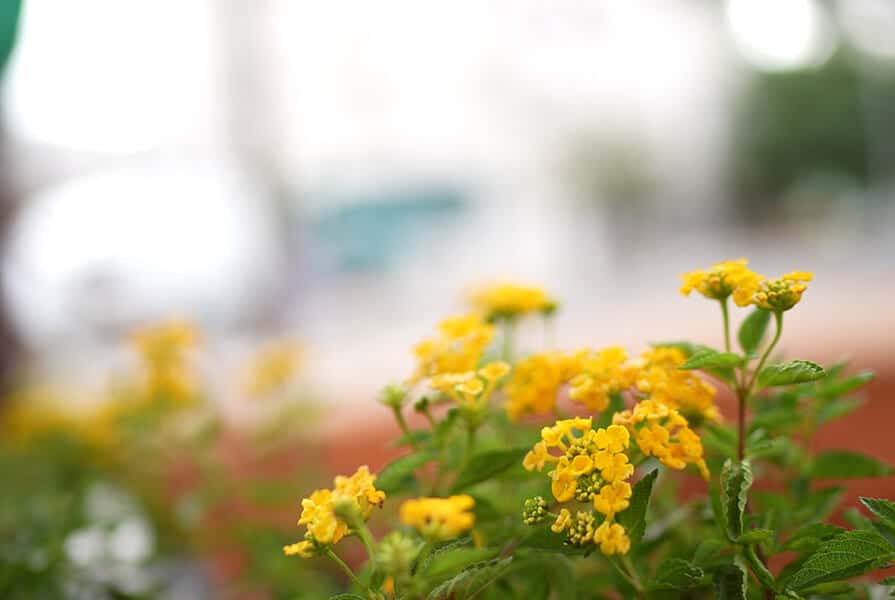 flores amarelas