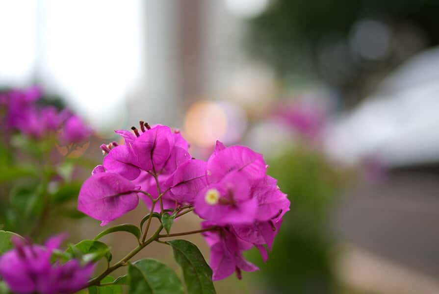 flores rosas