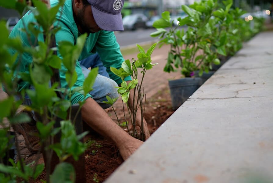 homem plantando mudas