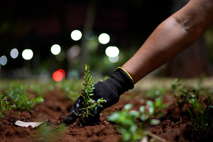 plantando mudas na revitalização do Canteiro Central