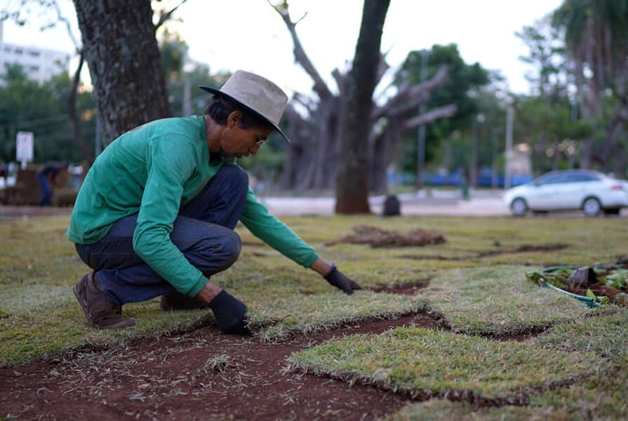 homem planta grama na revitalização do Canteiro Central