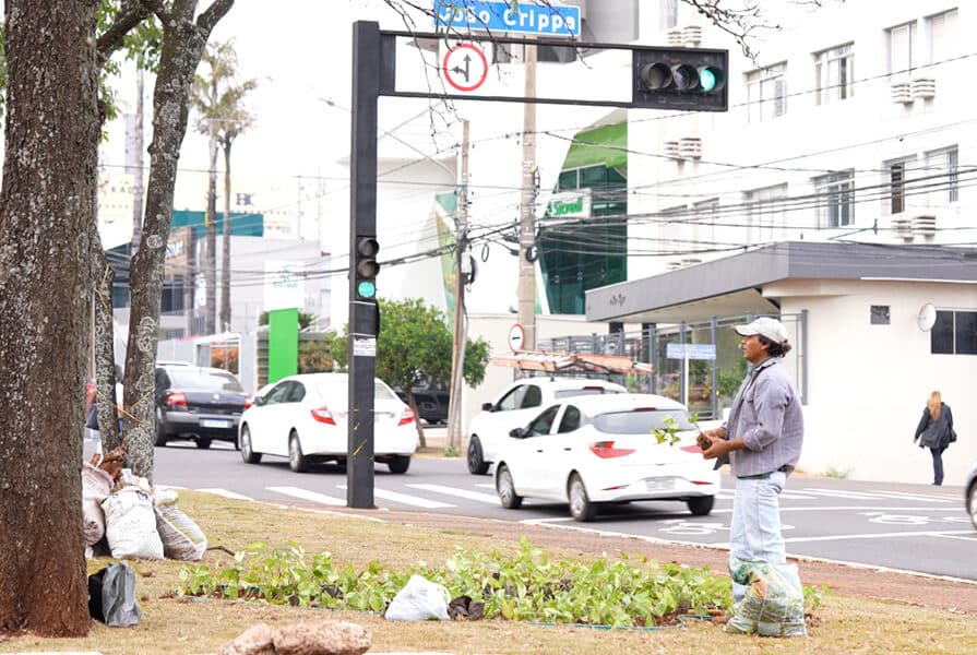 imagens do canteiro central revitalizado