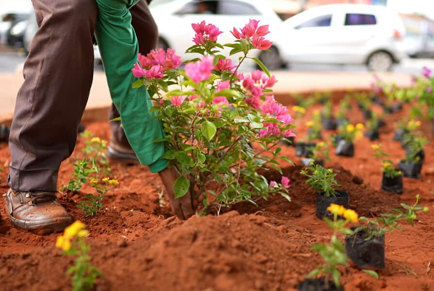 homem plantando flores na revitalização do Canteiro Central