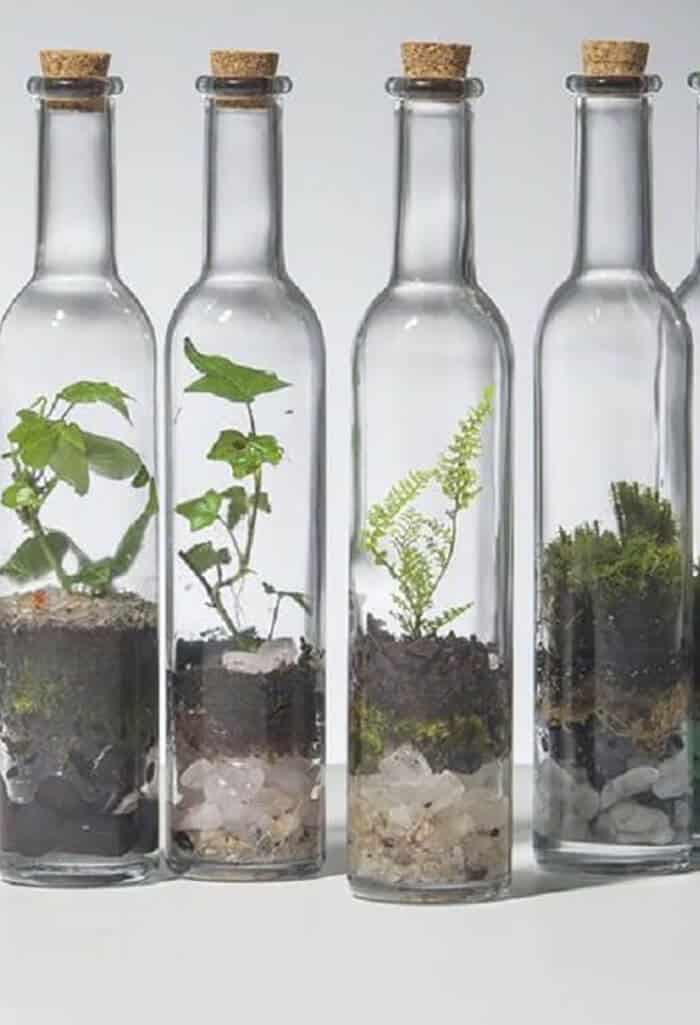 terrários fechados na garrafa de vidro