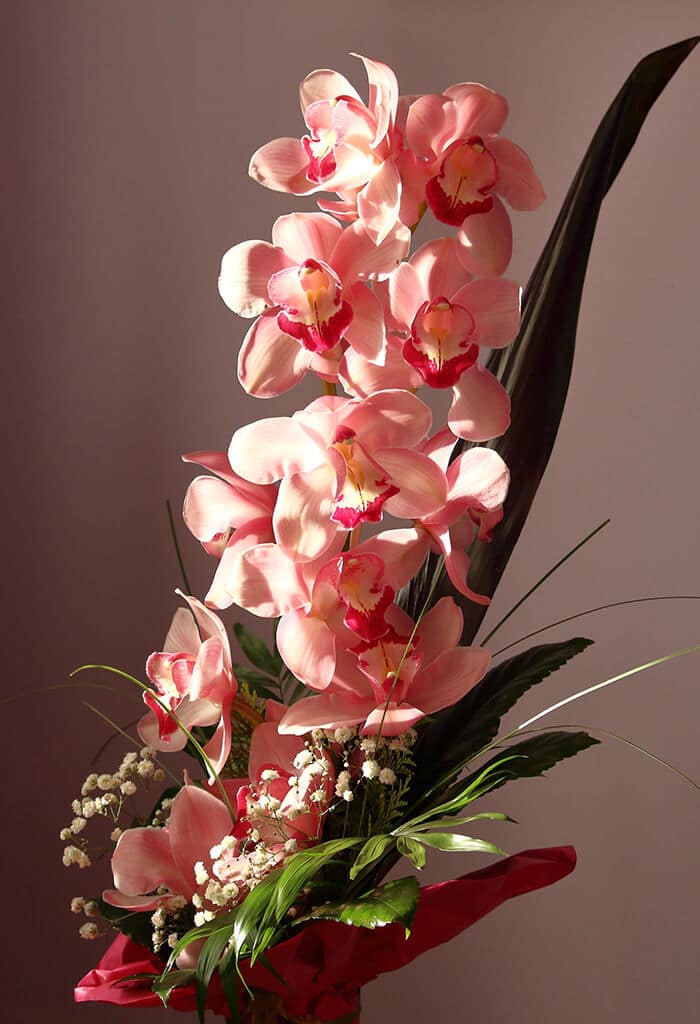 orquídeas rosas