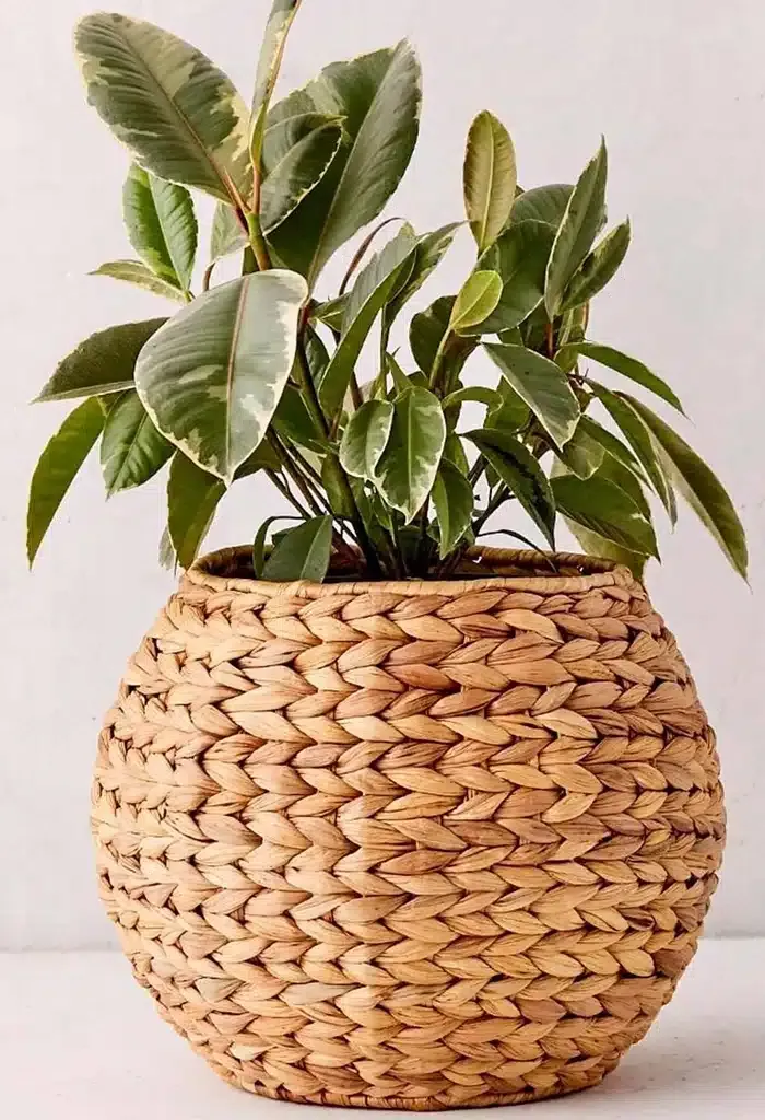 vaso de fibras com plantas