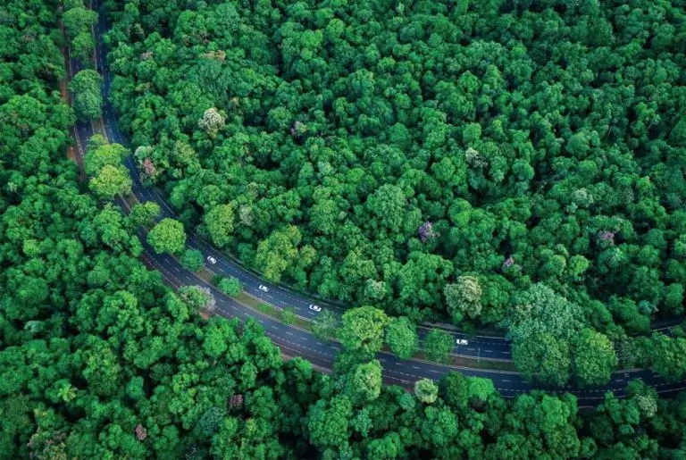 rodovia cercada de árvores, floresta