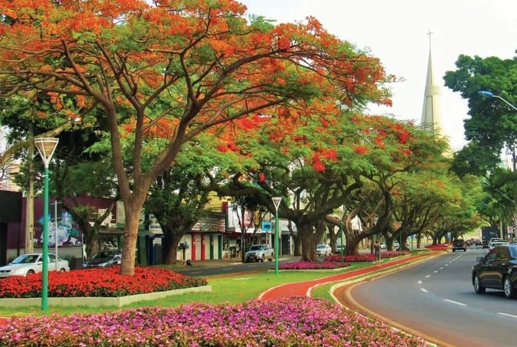 rua arborizada de Maringá